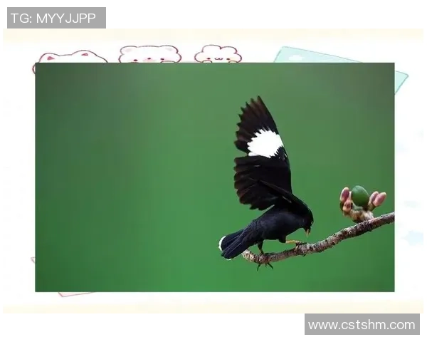 足球球星的鸟类昵称背后隐藏的趣味故事与文化解读